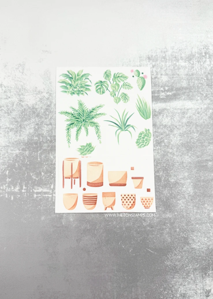 2026 Augustus Release Clematis - Summer Clothing Release recensie en prijs